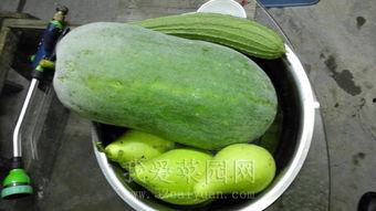 热门吃瓜今日吃瓜,揭秘娱乐圈最新热点事件