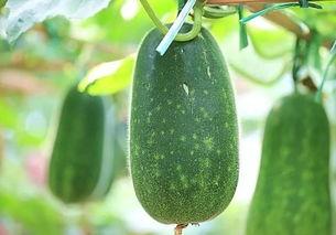 吃瓜今日必吃大瓜